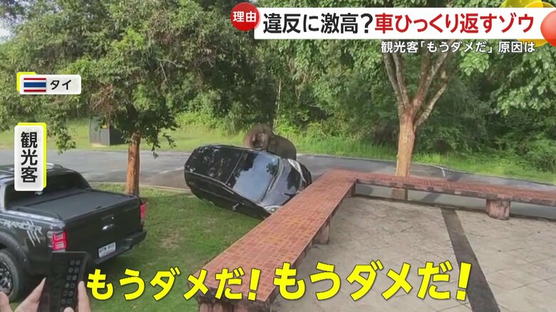 駐車違反の車を長い鼻で押し倒したゾウ
