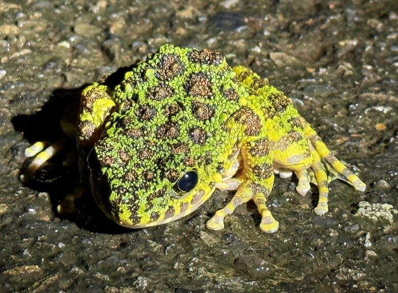 「日本一美しい」アマミイシカワガエル