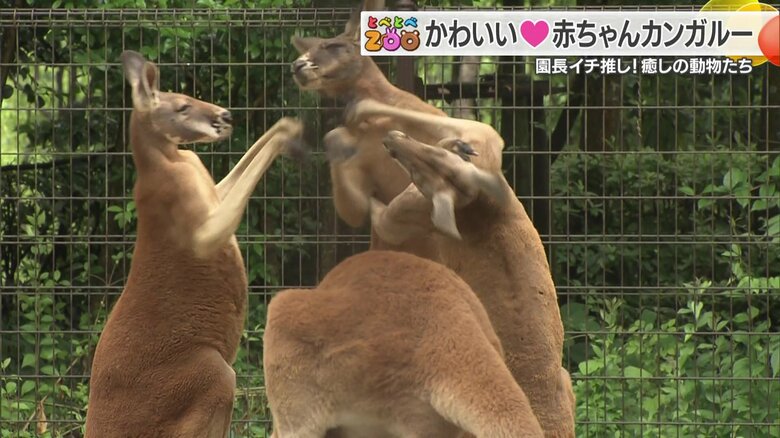 取っ組み合いをするカンガルーたち