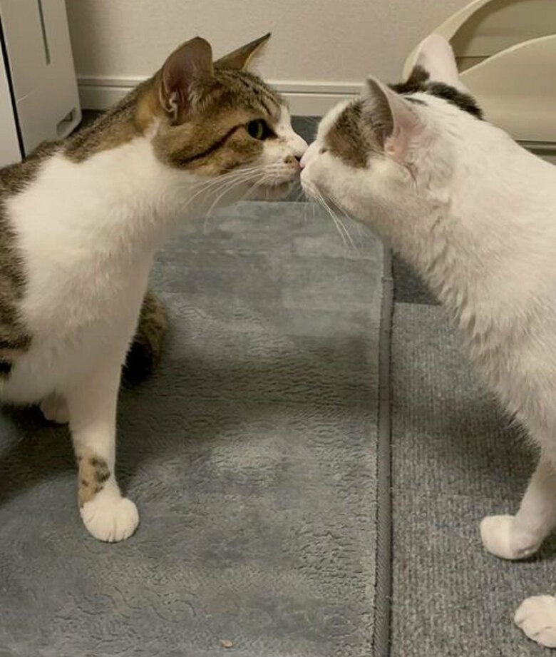 左：そぼろくん　右：先住猫のおかかくん