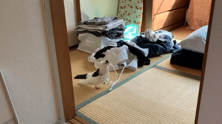 紐で遊ぶ幸生くん