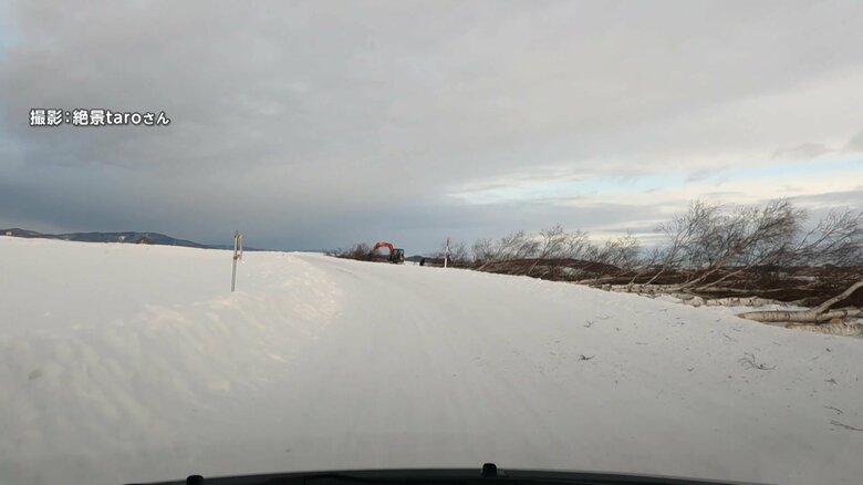 伐採されたシラカバ並木（2025年1月14日午前8時頃）