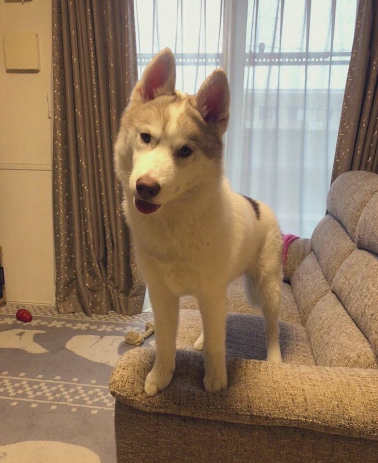 1月に迎えた妹・緋那子ちゃん（提供：斑柄兄妹（銀太と緋那子）さん）