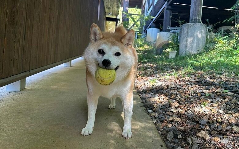 テニスボールで遊び中