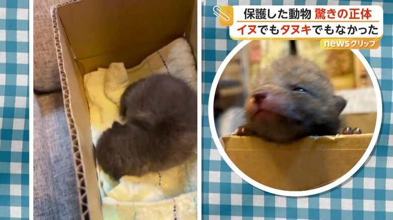 イヌでもタヌキでもなく、赤ちゃんの“正体”はキツネだった