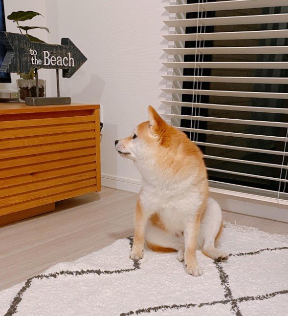 提供：豆柴ちくわ&がんもさん