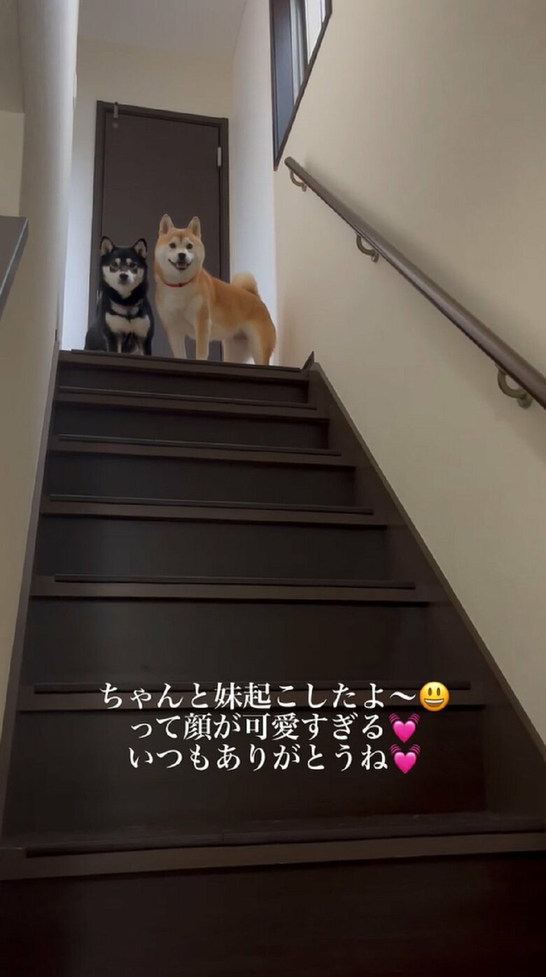 「豆ありがとう」飼い主さんのお礼に笑顔の豆ちゃん