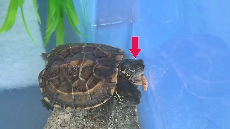 左の頭の方が食欲旺盛な様子