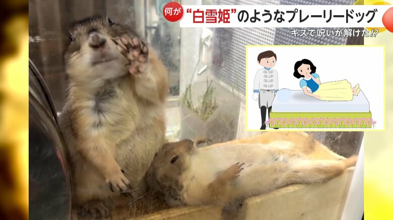 まるで“呪いが解けた”ように眠りから目を覚ましためめちゃん