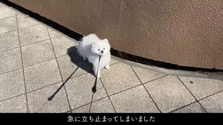 突然、立ち止まった