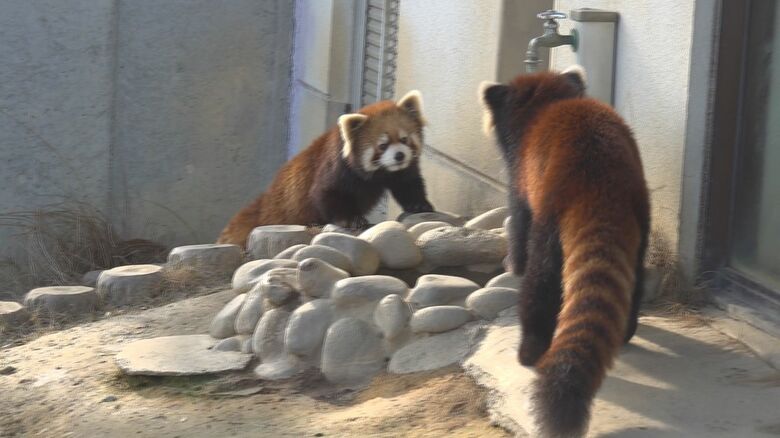 奥が「かんた」手前が「アケビ」