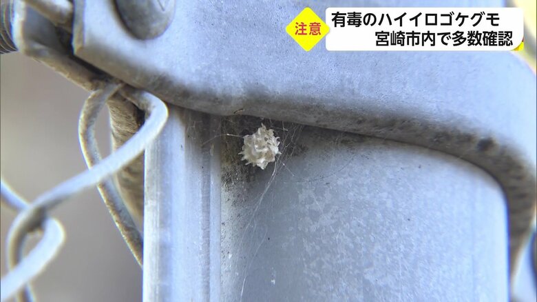 ハイイロゴケグモの「卵のう」　この中に60～100個の卵があるという