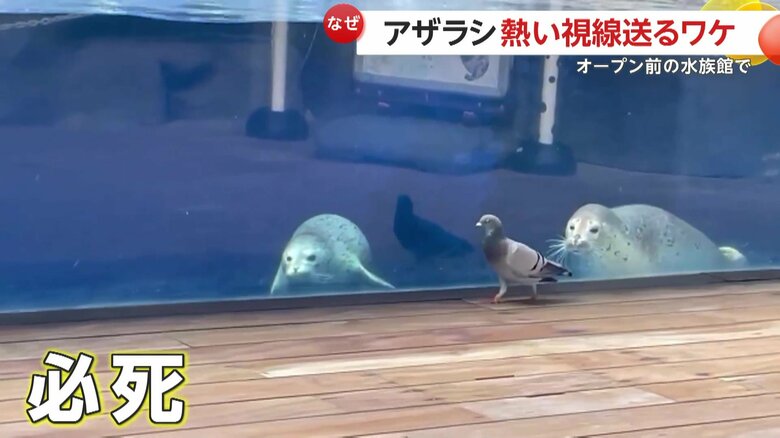 ハトが移動するたび必死に追いかけていたゴマフアザラシ