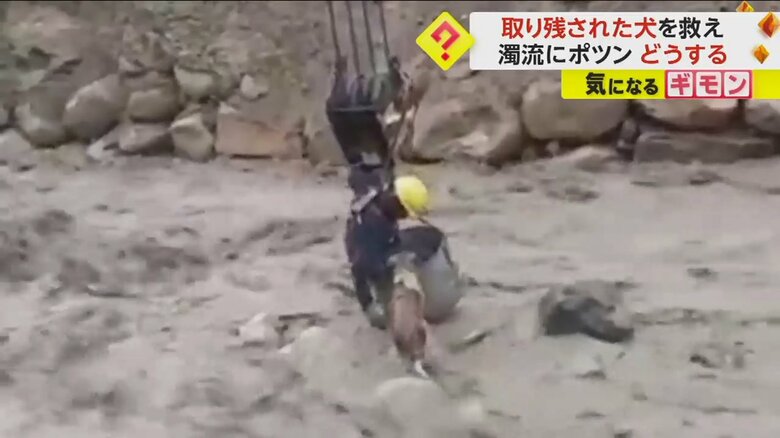 イヌを抱きかかえようとする建設作業員