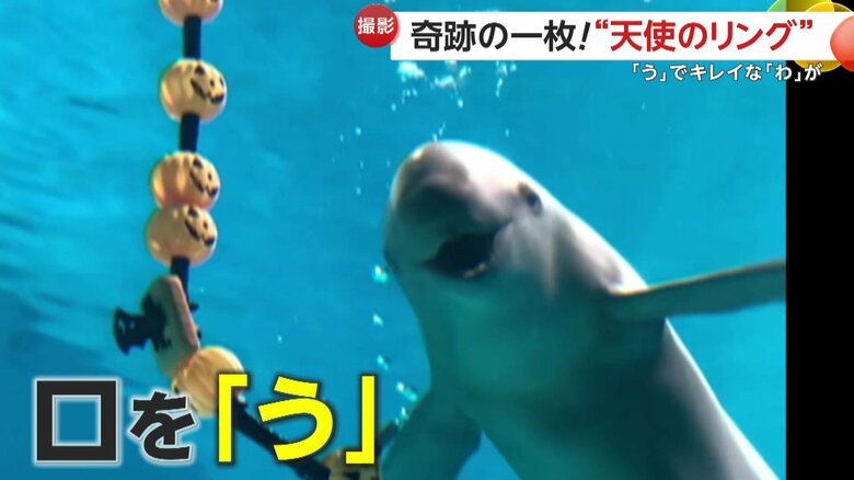 口の形を「う」にしているひびき（提供：下関市立しものせき水族館「海響館」）
