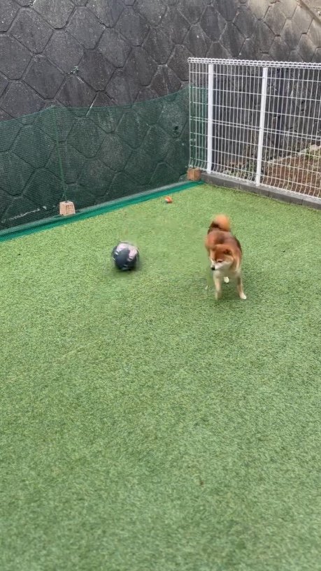 スルーに近い感じだった（提供：Nerushibaさん）