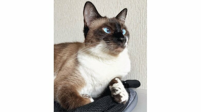 カメラバッグをベッドにしている