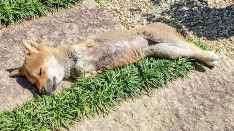 お昼寝する春子ちゃん