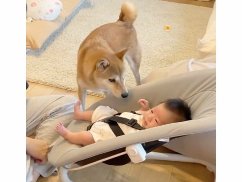 「大丈夫？」と赤ちゃんを心配していのだろうか（提供：柴犬りんご郎 YouTube ）