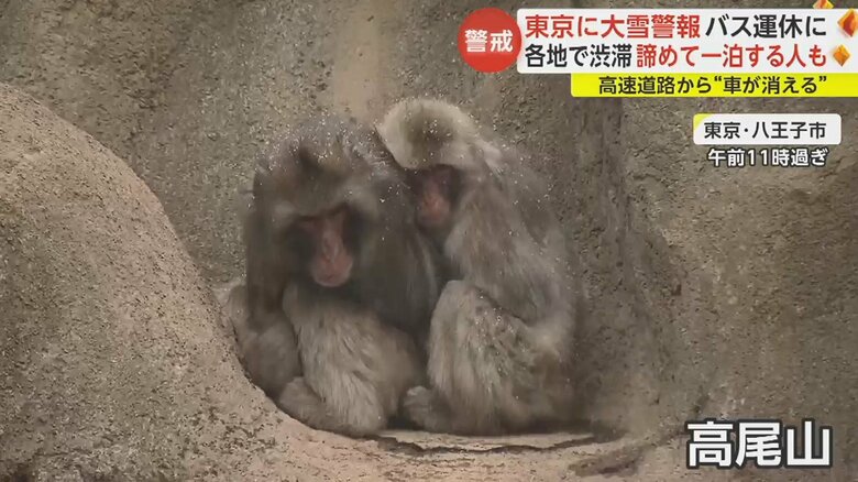 降り続く雪を頭に乗せながら、体を縮こまらせて寒さに耐えるサル