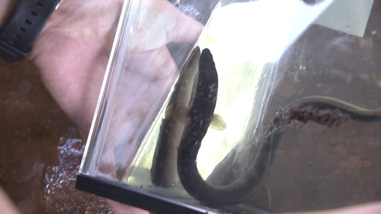 釣ったウナギをリリース