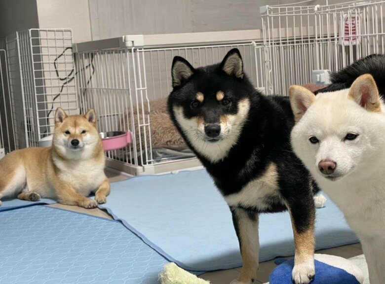 3匹揃っての一枚