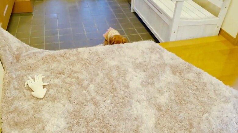 玄関マットを引っ張ってきてしまった理事長ちゃん　既に反省ポーズをしている