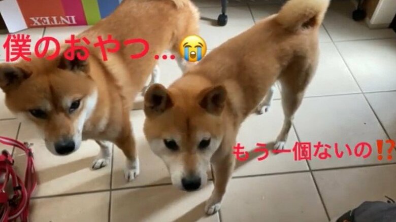 対照的な姿だった姿だった