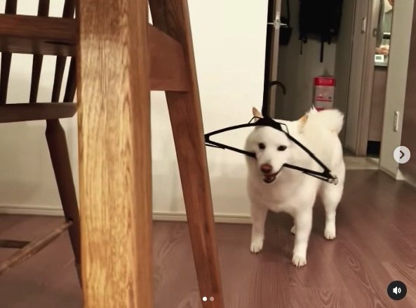 提供：ラッキーさん