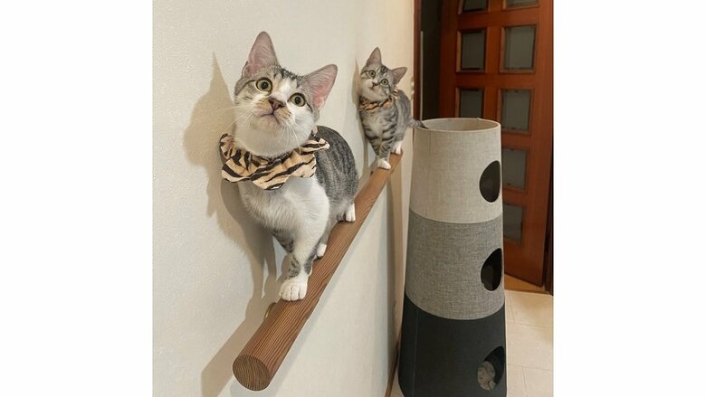 いつも一緒の2匹　シンクロしている