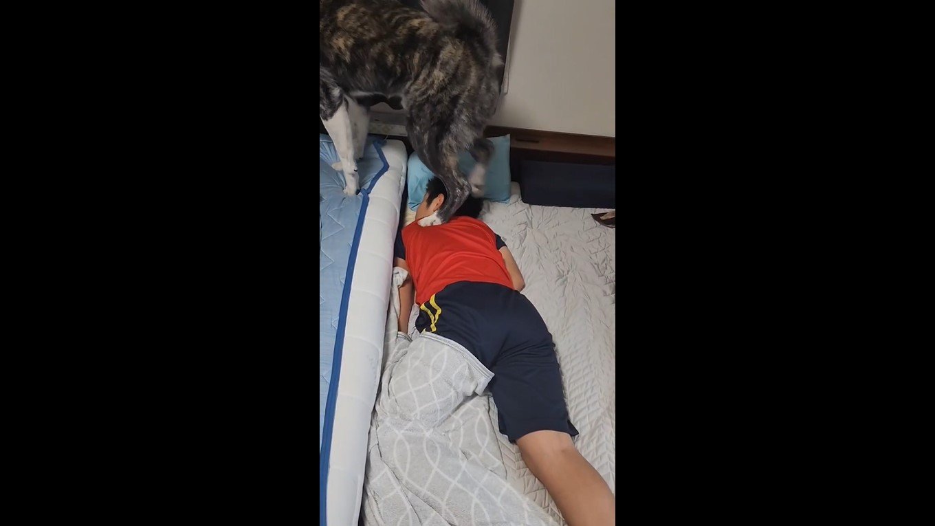 早起きして散歩に行くはずが 寝坊した小4息子を踏みつけて起こす秋田犬に爆笑 すぐ目を覚ましたその後を聞いた Fnnプライムオンライン Goo ニュース 早起きして散歩に行くはずが 寝坊した小4息子を踏みつけて起こす秋田犬に爆笑 すぐ目を覚ましたその後を聞いた Fnnプライムオンライン Goo ニュース