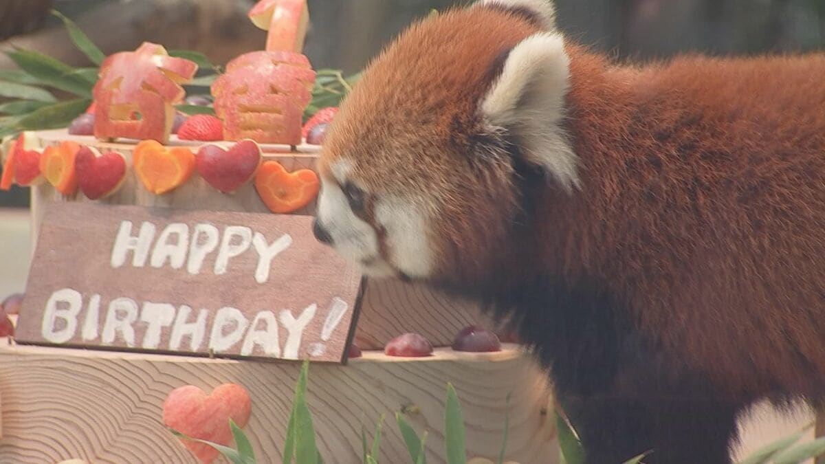 ウッドランドブラウンベア誕生日招待状 | テディベアパーティーモバイル招待状 | 編集可能なCanvaテンプレート | デジタルダウンロード -  Etsy 日本 森林の動物 誕生日パーティー招待状 (20枚 封筒付き) - ブルー - 子供の森の野生動物パーティー用品 - 1歳の誕生日 - ベ 森林の動物 誕生日パーティー招待状 (20枚 封筒付き) - ブルー - 子供の森の野生動物パーティー用品 - 1歳の誕生日 - ベ