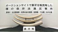 「マンモスの牙」「象牙風」表記偽り販売か…男3人逮捕　“絶滅恐れ”アフリカゾウの牙　「処分に困って販売」容疑認める
