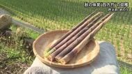秋の味覚『四方竹』芦北町で収穫始まる【熊本】