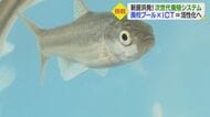 廃校プールで「次世代養殖」　人手コストかからない