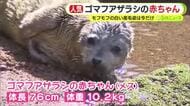 ゴマフアザラシの赤ちゃん　モフモフの白い産毛姿は今だけ