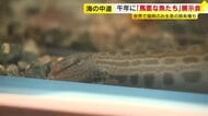 午年にちなんで「馬面な魚たち」展示会　世界で福岡県のみ生息の固有種も　福岡市東区・マリンワールド海の中道