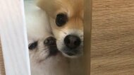 「迷惑そうな顔」同居犬に割り込まれ“モヤる”ポメラニアンが可愛い…いつもこうなの？関係性を飼い主に聞いた