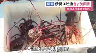 夜に行動する習性を利用…三重県南部で伊勢エビの刺し網漁解禁 絡みついたエビを専用の道具で網から取り外す