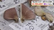 それ、毒キノコかも…シイタケそっくりな「ツキヨタケ」に注意　アドバイザーが教える見分けるポイント　坂井市で無料相談会