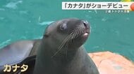 天才トド「カナタ」ダイビングショーデビュー　高さ5メートルの岩から勢いよく飛び込む　訪れた人も大喜び　城崎マリンワールド
