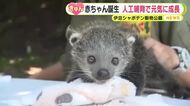 愛らしいシロテテナガザルとビントロングの赤ちゃん「ふわふわしていてすごくかわいい」人工哺育で元気に成長