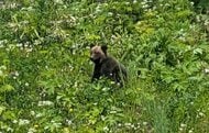 【ヒグマ速報_今季道内初の緊急銃猟】『スキージャンプ台』付近に連日居座り続けたヒグマを緊急銃猟で駆除_体長1m程の若い個体か＜北海道士別市＞