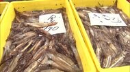スルメイカ初水揚げ 2020年はお値頃 北海道・函館