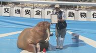 警察がセイウチに任務「交通安全PRを」 大分・大分市