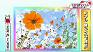 みつけタグラム 鮮やかな“秋色”【愛媛】