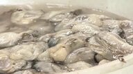 瀬戸内のカキ大量死が暗い影　さぬき市ではふるさと納税や名物”カキ焼き食べ放題”にも影響【香川】