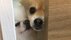 「迷惑そうな顔」同居犬に割り込まれ“モヤる”ポメラニアンが可愛い…