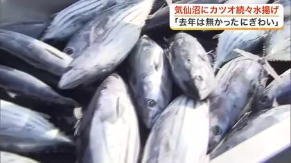 記録的不漁から日本一奪還へ　気仙沼でカツオ水揚げ量が１日だけで去年年間の１割に！〈宮城〉