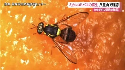 ミカンコミバエを先島諸島で発見